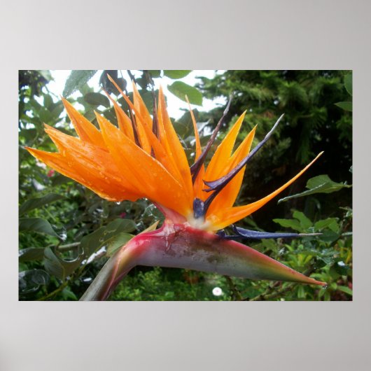 フラワーポスター ポスター (正面)