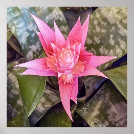 フラワーポスター ポスター (正面)