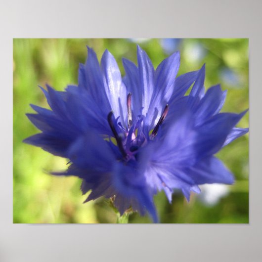 フラワーポスター ポスター (正面)