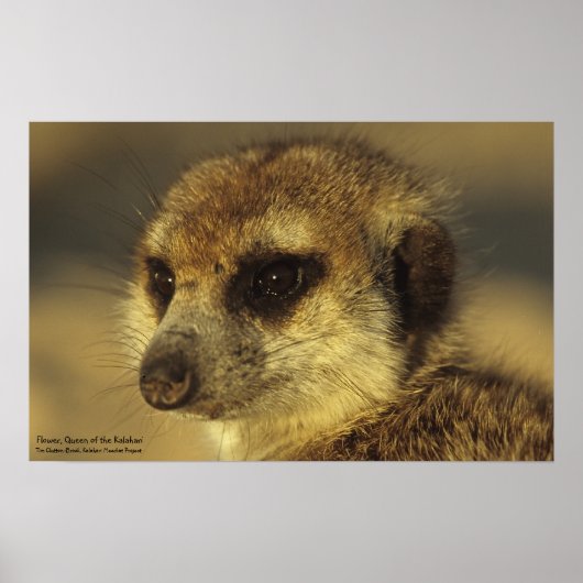 フラワーポスター – Whiskers 王室の Collection ポスター (正面)