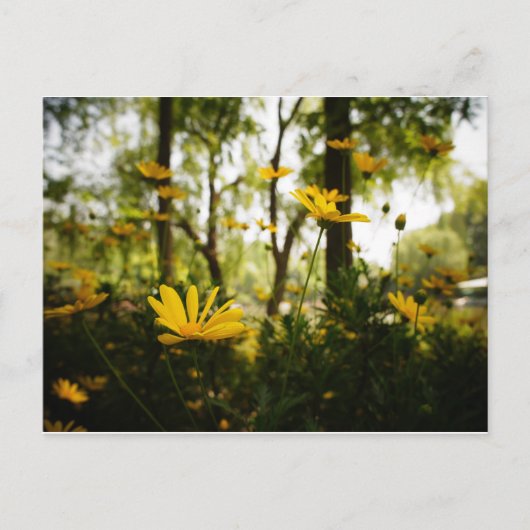 フラワーポストカード_01 ポストカード (正面)