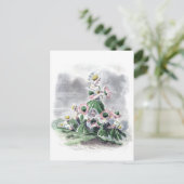 フラワーレディースデイジーアニメーションフラワーグランドビル ポストカード (スタンド正面)