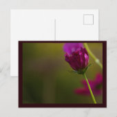 フラワー写真ポストカード シーズンポストカード (正面/裏面)