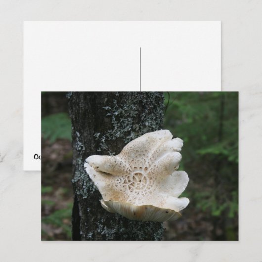 フラワー菌 ポストカード (正面/裏面)