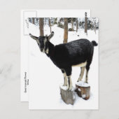 フラワー2014葉書に名前を付けたヤギ ポストカード (正面/裏面)