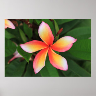 フランギパニの花 ポスター