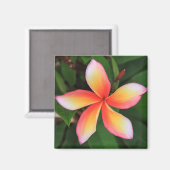 フランギパニの花 マグネット (正面/裏面)