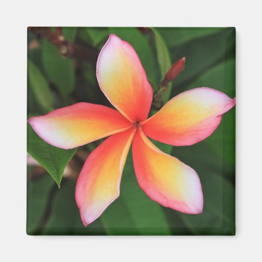 フランギパニの花 マグネット (正面)