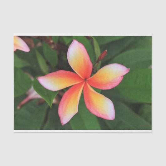 フランギパニの花 薄葉紙 (正面)