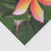 フランギパニの花 薄葉紙 (詳細)
