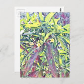 フランギパニツリーケアンズオーストラリアトロピカル ポストカード (正面/裏面)