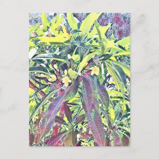 フランギパニツリーケアンズオーストラリアトロピカル ポストカード (正面)