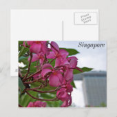 フランギパニブロッサムバイザベイ ポストカード (正面/裏面)