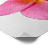 フランギパニ禅 ポスター (角)