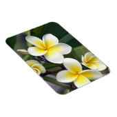 フランギパニ花調理師諸島 マグネット (右側)