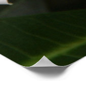 フランギパニ ポスター (角)