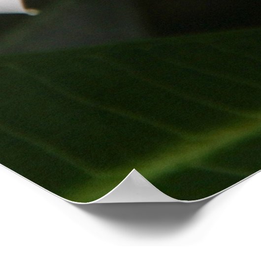 フランギパニ ポスター (角)