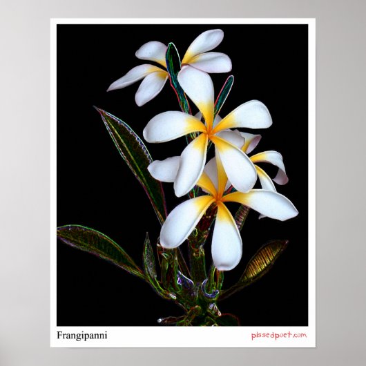 フランギパニ ポスター (正面)