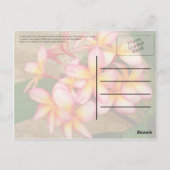 フランギパニ ポストカード (裏面)