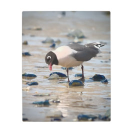 フランクリン・グール メタルプリント