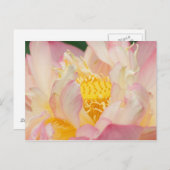 フランクリンNC、ペリーの水庭園、ロータス ポストカード (正面/裏面)