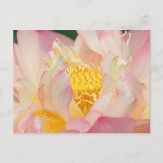 フランクリンNC、ペリーの水庭園、ロータス ポストカード (正面)