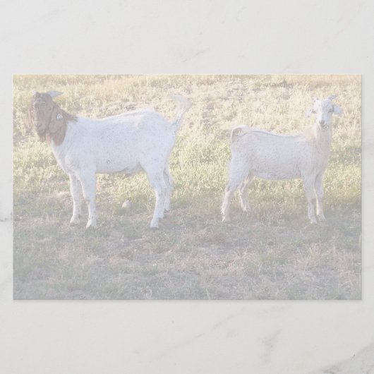 フランコおよび友人 便箋 (正面)