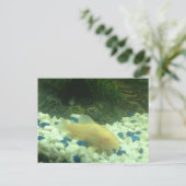 フランシス・ザ・アルビノ・ナマズ ポストカード (スタンド正面)