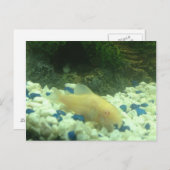 フランシス・ザ・アルビノ・ナマズ ポストカード (正面/裏面)