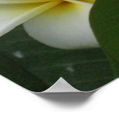 フランジパニスのポスタープリント ポスター (角)