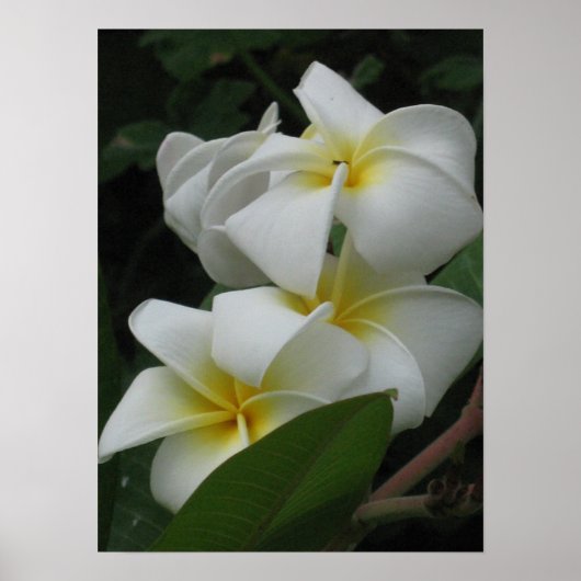フランジパニスのポスタープリント ポスター (正面)