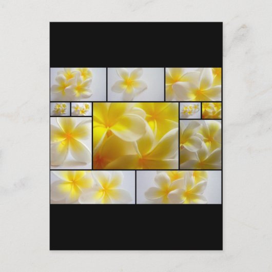 フランジパニス ポストカード (正面)