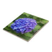 フランスのなアジサイ(アジサイのmacrophylla) タイル (側面)