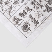 フランスのな辞書のプレートのプリントNo.22138 Flowers/Fle 薄葉紙 (詳細)