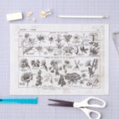 フランスのな辞書のプレートのプリントNo.22138 Flowers/Fle 薄葉紙 (クラフト)