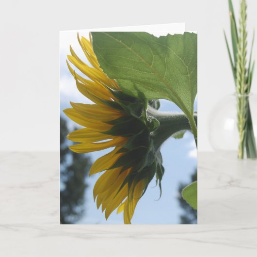 フランスのひまわり シーズンカード (正面)