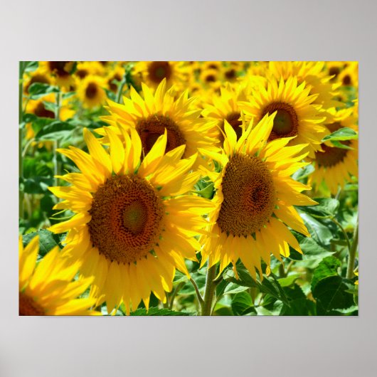 フランスのひまわり ポスター (正面)