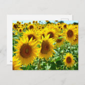 フランスのひまわり ポストカード (正面/裏面)