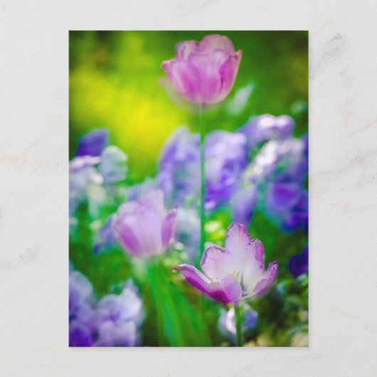 フランスのジヴェルニー州チューリップガーデン ポストカード (正面)