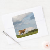 フランスのドルドーン地方のブロンド・ダキターヌ牛 スクエアシール (封筒)