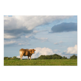 フランスのドルドーン地方のブロンド・ダキターヌ牛 フォトプリント           