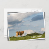 フランスのドルドーン地方のブロンド・ダキターヌ牛 ポストカード (正面/裏面)