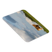 フランスのドルドーン地方のブロンド・ダキターヌ牛 マグネット (右側)