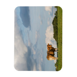 フランスのドルドーン地方のブロンド・ダキターヌ牛 マグネット