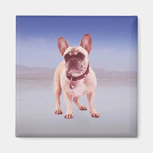 フランスのブルドッグビーチ マグネット (正面)