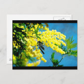 フランスのミモザ ポストカード (正面/裏面)