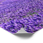 フランスのラベンダーフィールドに単樹 ポスター (角)