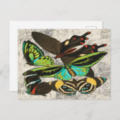 フランスのヴィンテージ蝶イラストレーション-1 ポストカード (正面/裏面)