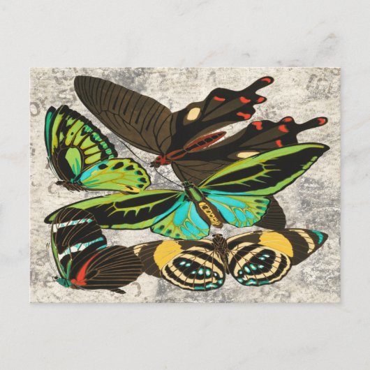 フランスのヴィンテージ蝶イラストレーション-1 ポストカード (正面)