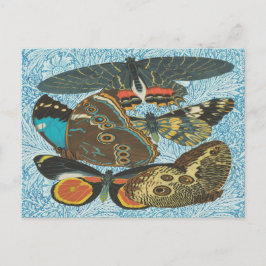 フランスのヴィンテージ蝶イラストレーション-2 ポストカード